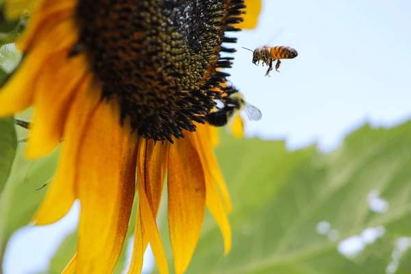 Bees Landing On You: The Spiritual Meaning