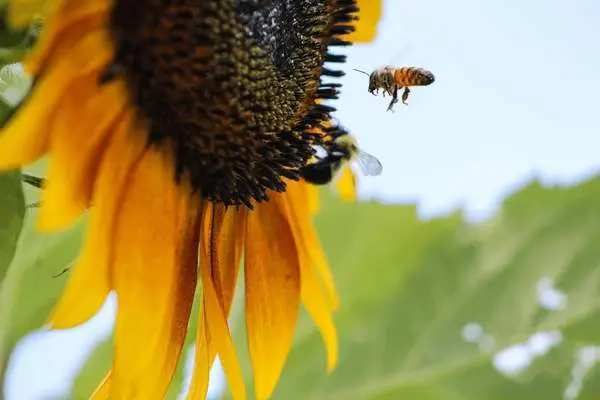 Bees Landing On You: The Spiritual Meaning