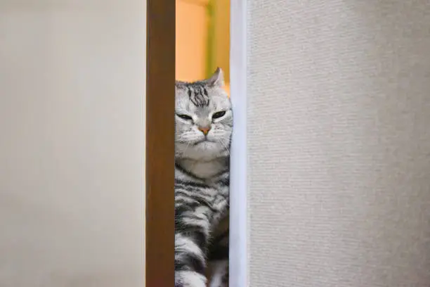 Surprising Reasons Why a Cat Shows Up at Your Door