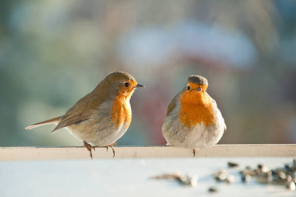 The Spiritual Meaning of Seeing Two Robins: Unlocking Divine Messages