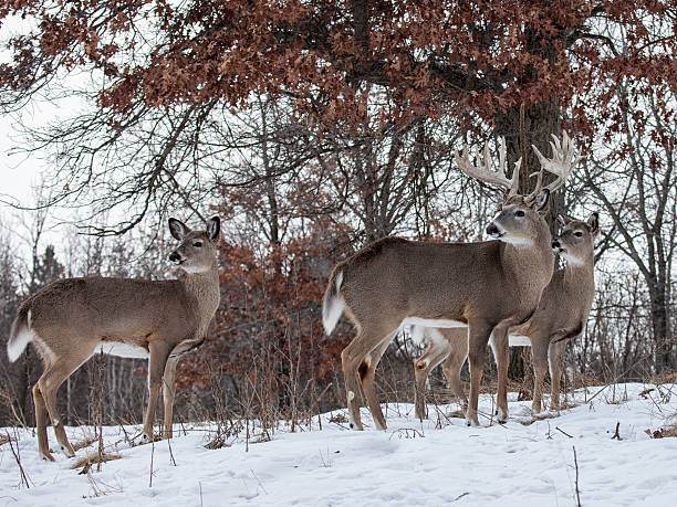 The Spiritual Meaning of Seeing Three Deer: 15 Symbolisms