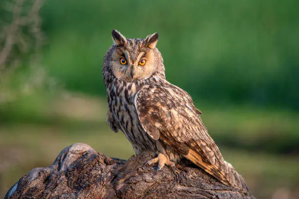 What Does It Mean Spiritually When an Owl Hoots at Night?