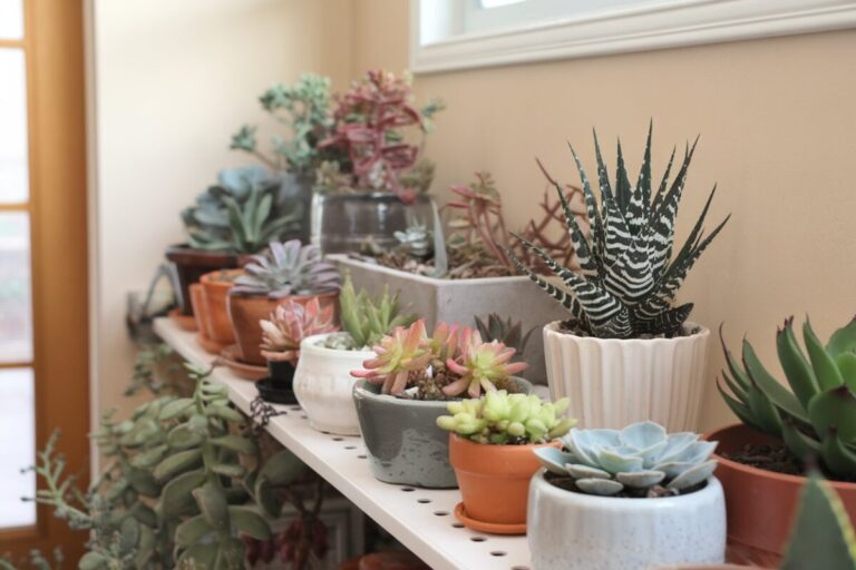 Create Your Own Indoor Succulent Garden: 5 Easy Steps